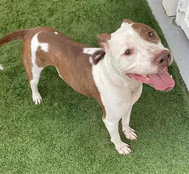 Photo of Phineas, adoptable dog in Palmetto, Florida