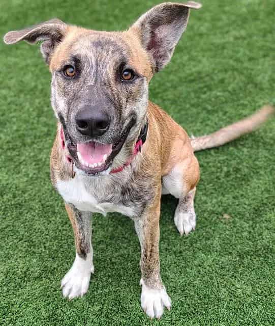 Photo of Takei, adoptable dog in Palmetto, Florida