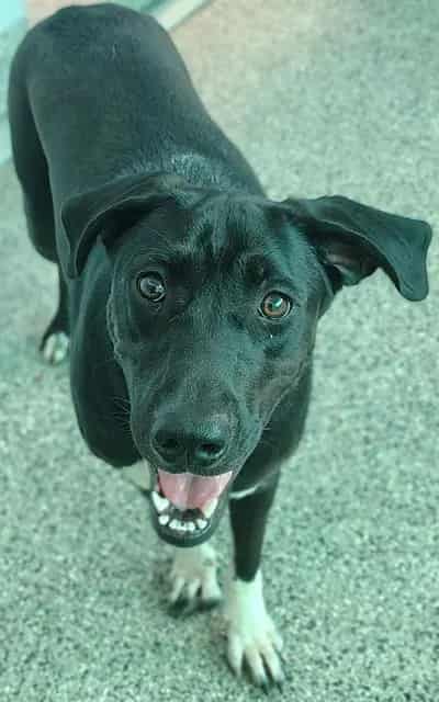 Photo of Kimchi, adoptable dog in Palmetto, Florida