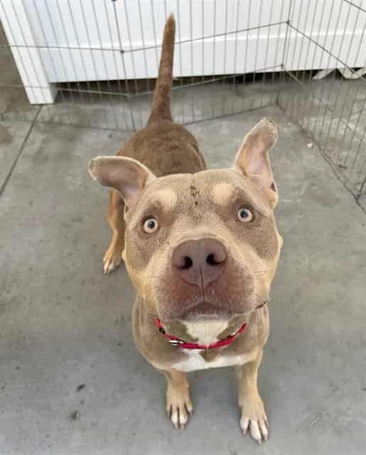 Photo of Toad, adoptable dog in Palmetto, Florida