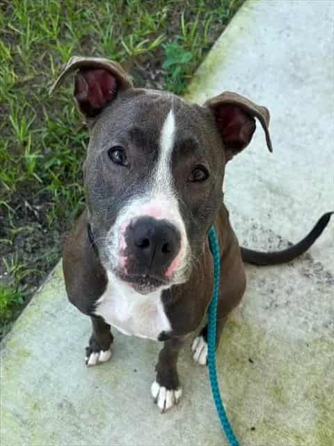 Photo of Lillie, adoptable dog in Palmetto, Florida
