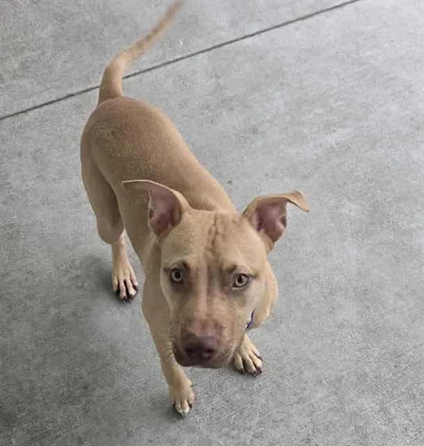 Photo of Edamame, adoptable dog in Palmetto, Florida