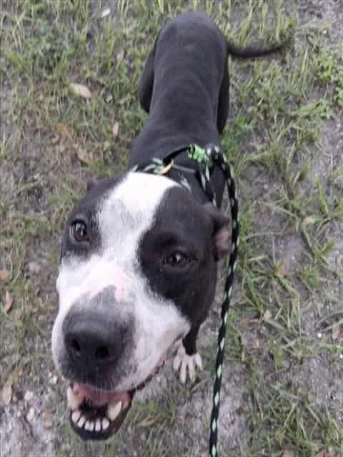 Photo of Weewizz, adoptable dog in Palmetto, Florida
