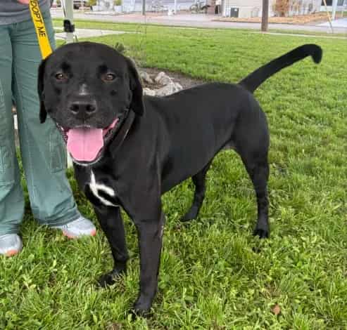 Photo of Moose, adoptable dog in Palmetto, Florida