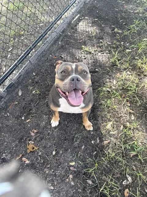 Photo of Omega, adoptable dog in Palmetto, Florida