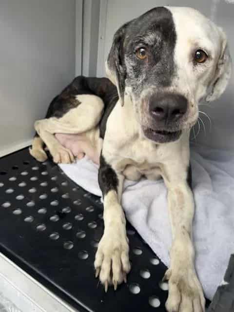Photo of Cookie, adoptable dog in Palmetto, Florida