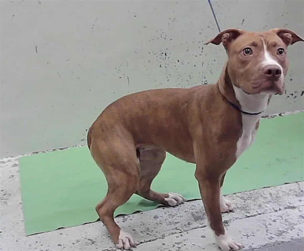 Photo of Mimi, adoptable Staffordshire Bull Terrier mix in Houston, Texas