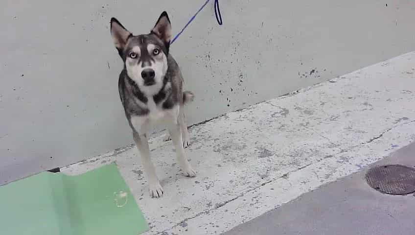 Photo of Luna, adoptable Alaskan Husky mix in Houston, Texas
