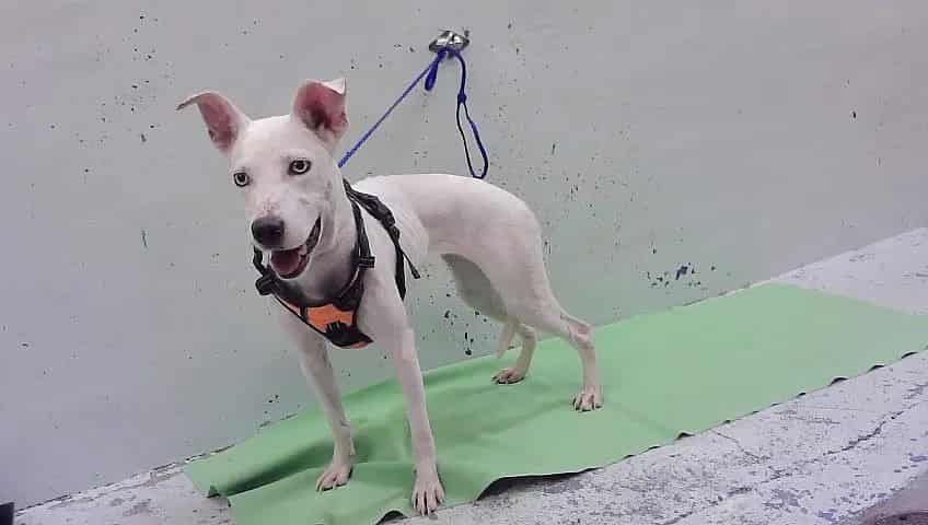 Photo of Aurora, adoptable Staffordshire Bull Terrier mix in Houston, Texas
