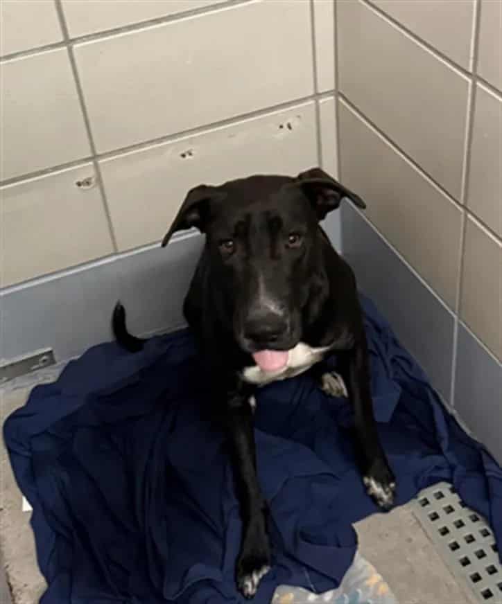 Photo of Senior Staffordshire Bull Terrier, adoptable Staffordshire Bull Terrier in Houston, Texas