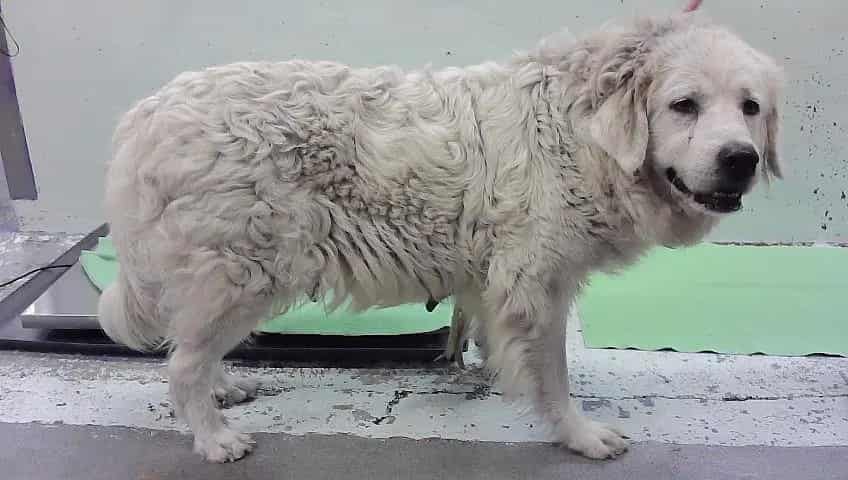 Photo of Helena, adoptable Great Pyrenees mix in Houston, Texas