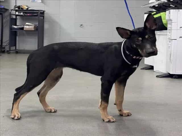 Photo of Candy, adoptable German Shepherd Dog mix in Houston, Texas