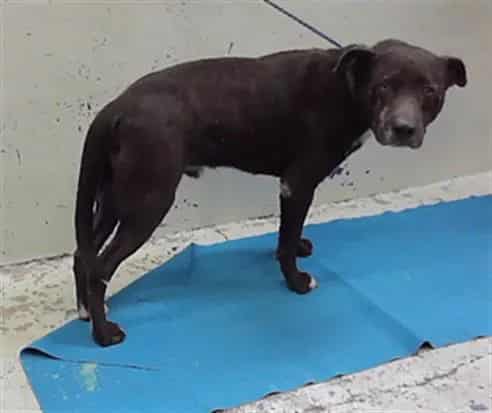 Photo of Archer, adoptable Staffordshire Bull Terrier mix in Houston, Texas