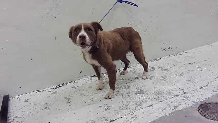 Photo of Tank, adoptable Staffordshire Bull Terrier mix in Houston, Texas