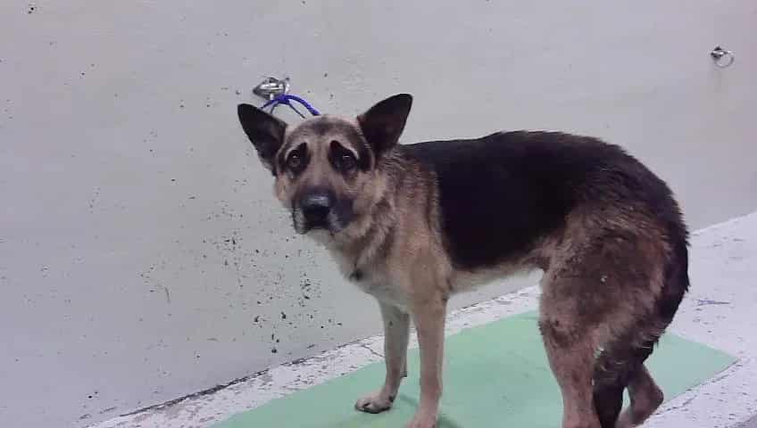 Photo of Charlie, adoptable German Shepherd Dog mix in Houston, Texas