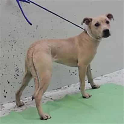 Photo of Dolly, adoptable American Staffordshire Terrier in Houston, Texas