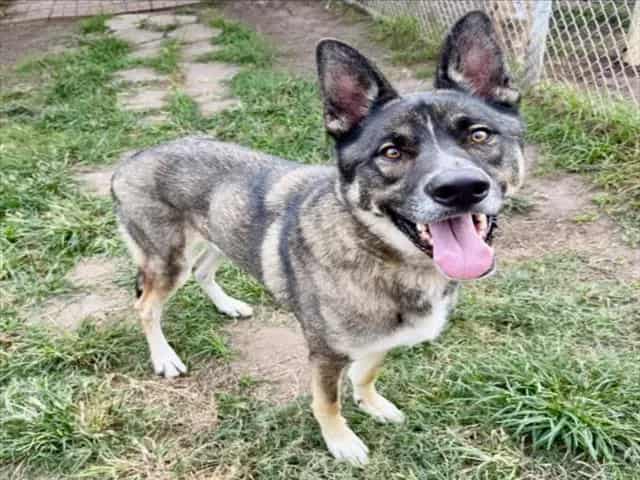 Photo of Senior German Shepherd Dog mix, adoptable German Shepherd Dog mix in Houston, Texas