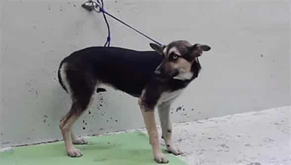 Photo of Senior German Shepherd Dog mix, adoptable German Shepherd Dog mix in Houston, Texas