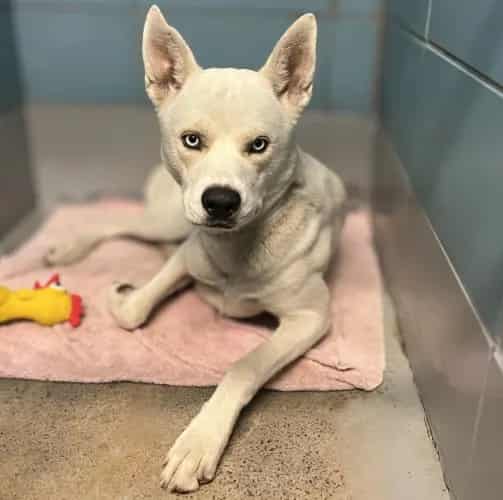 Photo of Blanco, adoptable Alaskan Husky mix in Houston, Texas