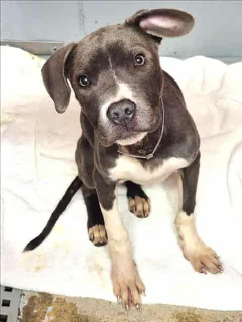 Photo of Taz, adoptable Staffordshire Bull Terrier mix in Houston, Texas
