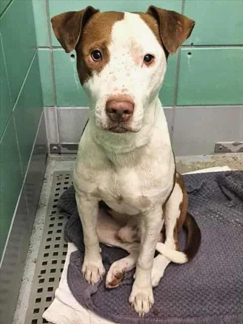 Photo of Kevin, adoptable Staffordshire Bull Terrier mix in Houston, Texas