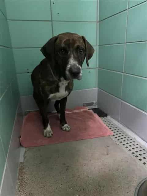 Photo of Caramel, adoptable Staffordshire Bull Terrier mix in Houston, Texas