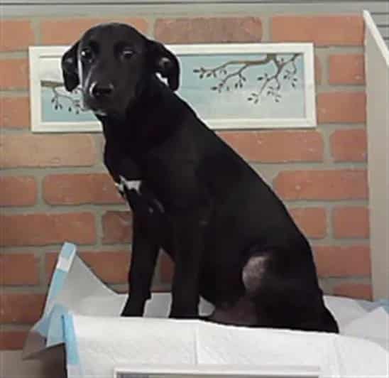 Photo of Taro, adoptable Staffordshire Bull Terrier mix in Houston, Texas