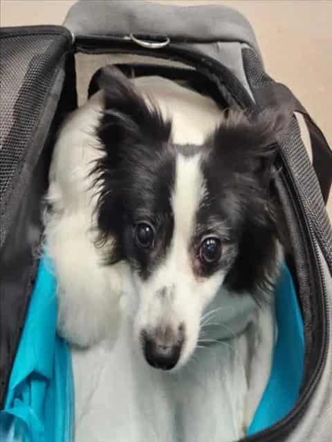 Photo of Tyrion, adoptable Pomeranian mix