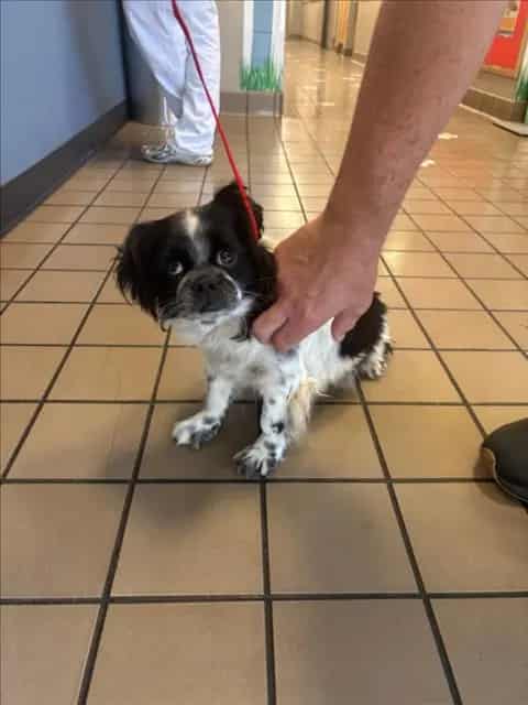 Photo of Keeley, adoptable Cocker Spaniel and Pekingese