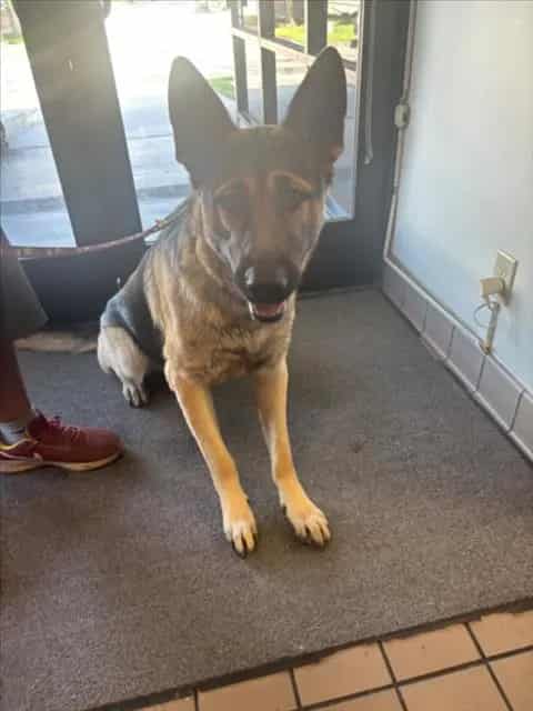 Photo of Ross, adoptable German Shepherd Dog