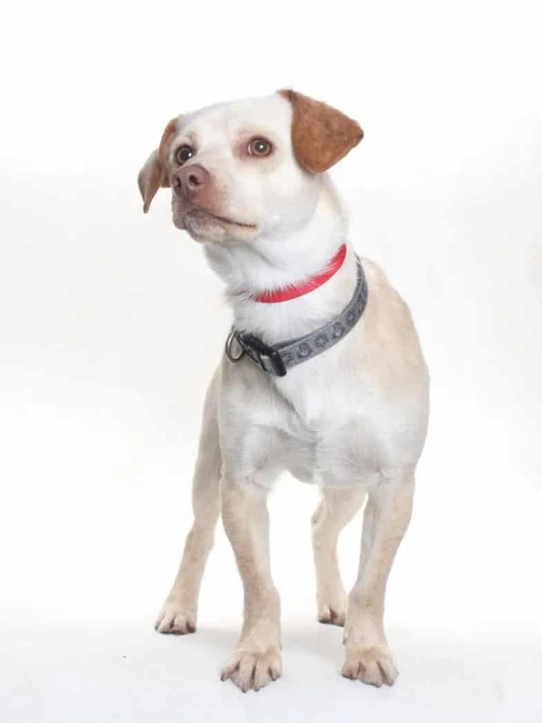 Photo of Chico, adoptable Chihuahua - Smooth Coated and Beagle