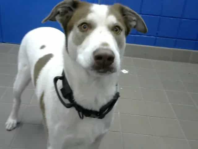 Photo of Max, adoptable Labrador Retriever mix in Albuquerque, New Mexico