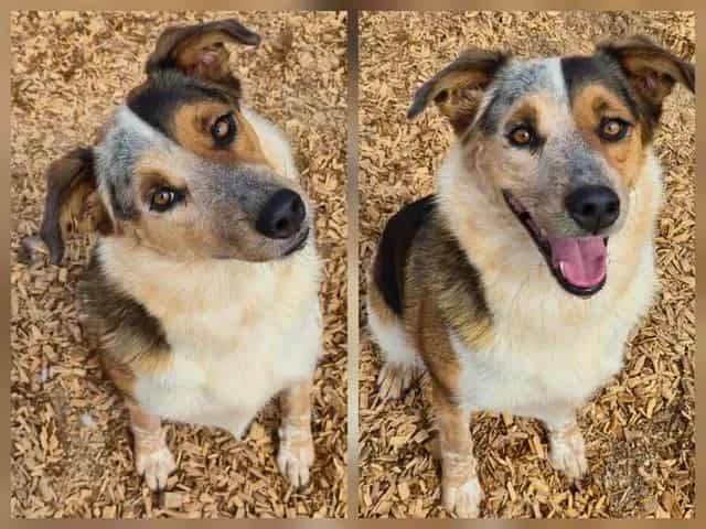Photo of Chloe, adoptable Queensland Heeler mix in Albuquerque, New Mexico