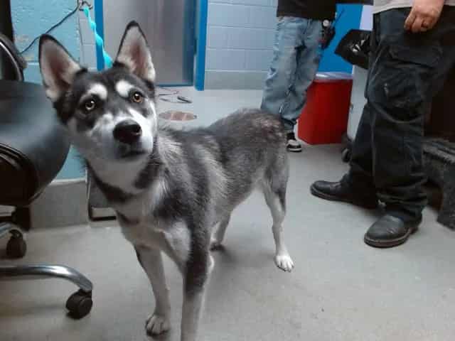 Photo of Luna, adoptable Alaskan Husky mix in Albuquerque, New Mexico