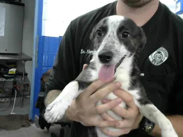 Photo of Spot, adoptable Welsh Corgi - Pembroke in Albuquerque, New Mexico