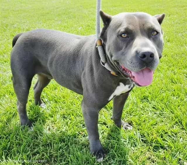 Photo of Lucky, adoptable Pit Bull Terrier mix in Albuquerque, New Mexico