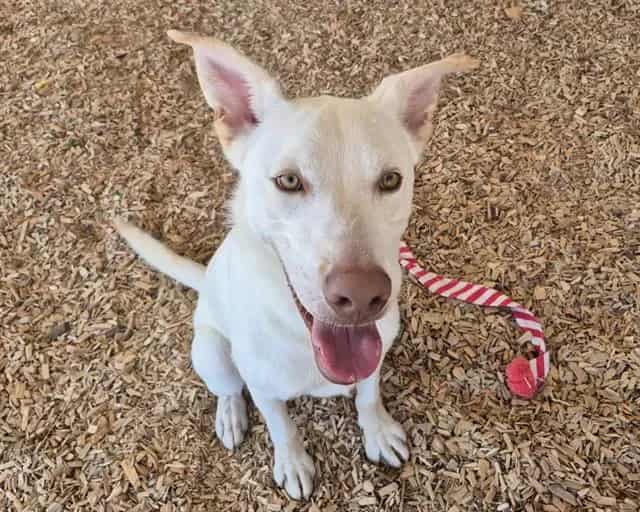 Photo of Nacho, adoptable Alaskan Husky mix in Albuquerque, New Mexico