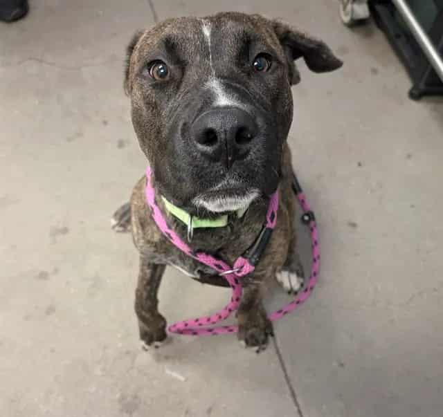 Photo of Willard, adoptable dog