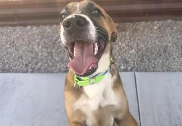 Photo of Howie, adoptable dog