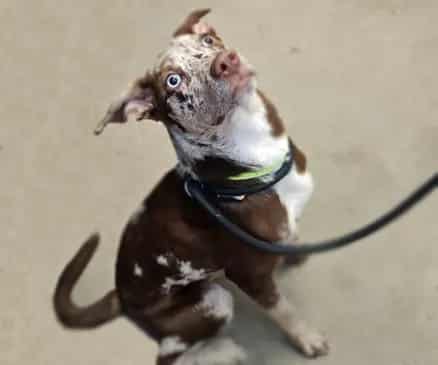 Photo of Koda, adoptable dog