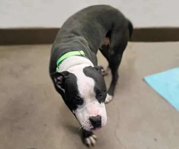 Photo of Peppermint, adoptable dog