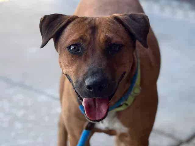 Photo of Penny, adoptable dog