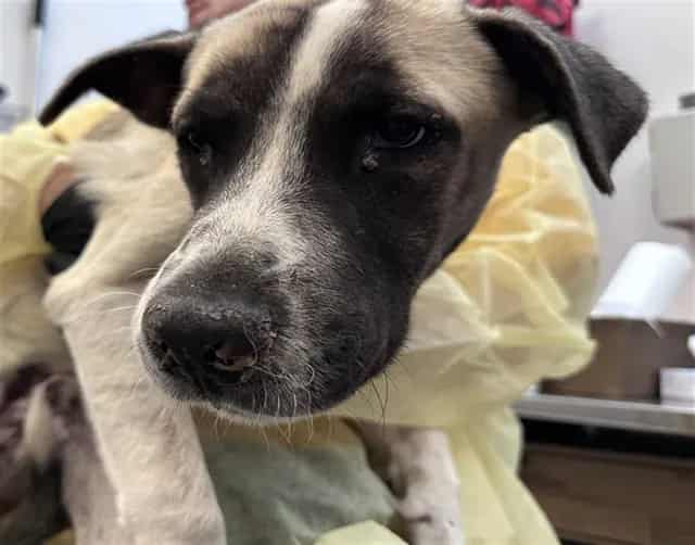 Photo of Hewey, adoptable dog