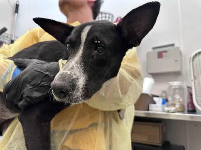 Photo of Dewey, adoptable dog