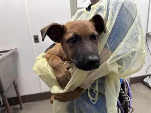 Photo of Hunter, adoptable dog