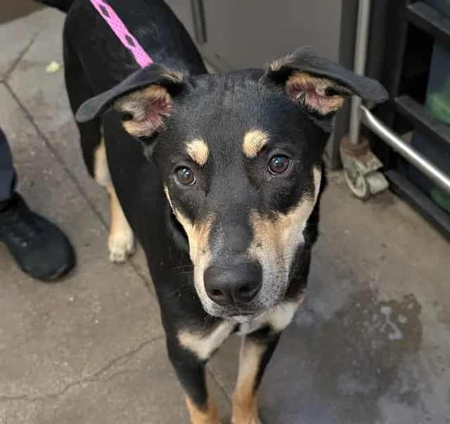 Photo of Ares, adoptable dog