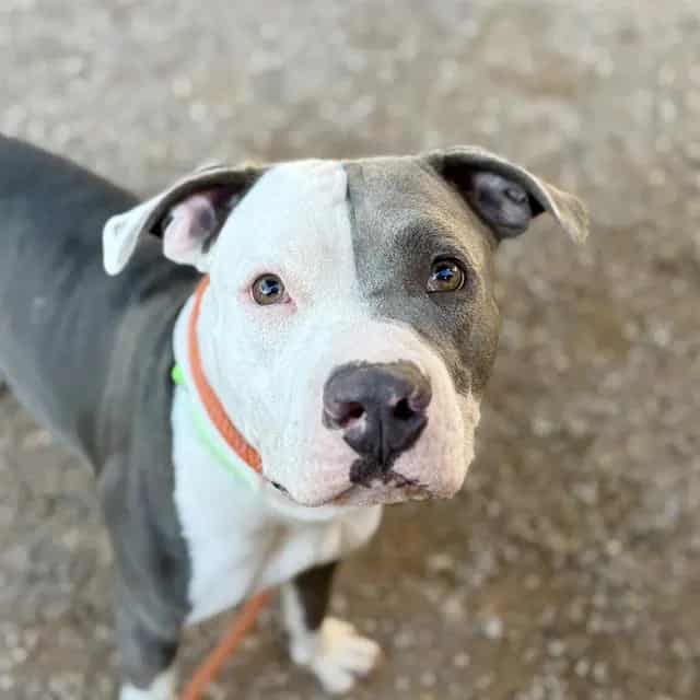 Photo of Auburn, adoptable dog