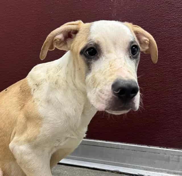 Photo of Wade, adoptable dog