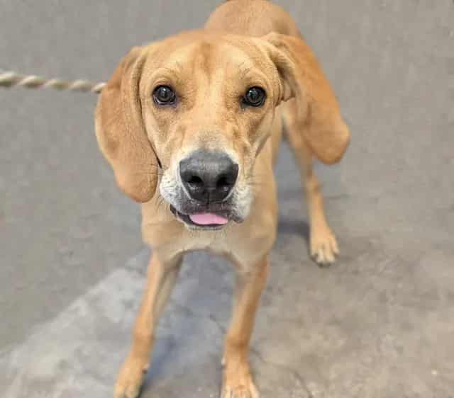 Photo of King, adoptable dog