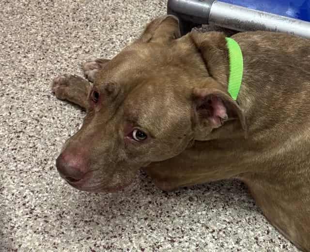 Photo of Lana, adoptable dog